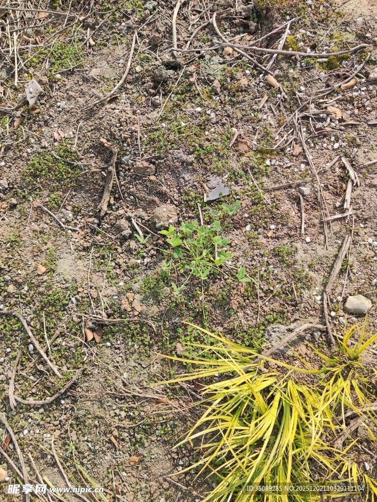 地面杂草与黄色植物景观