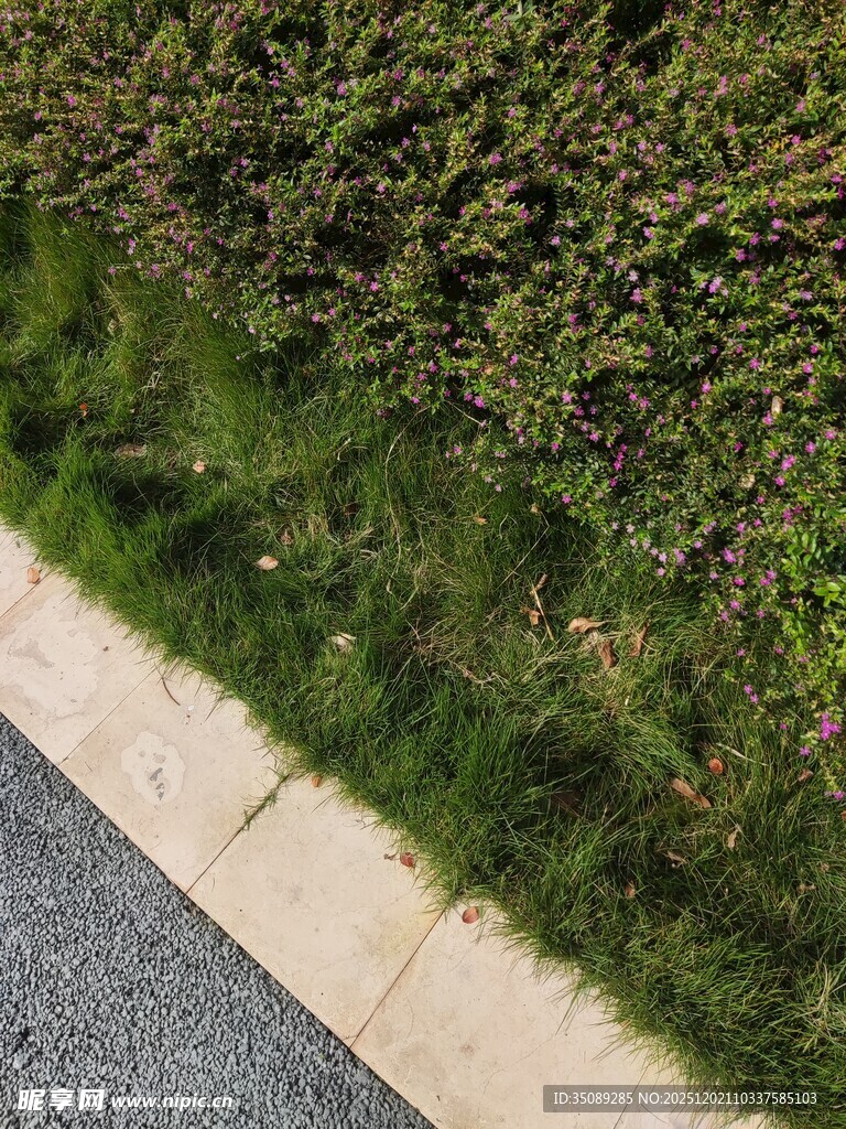 路边翠绿草坪近景