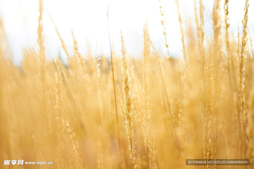 金黄麦田