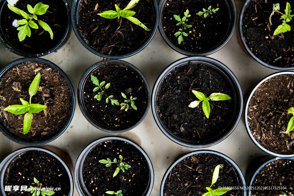 盆栽幼苗