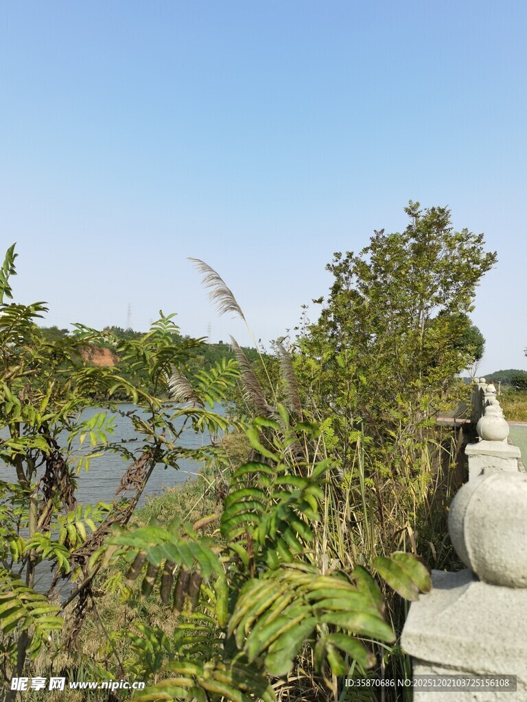 湖畔绿植景观
