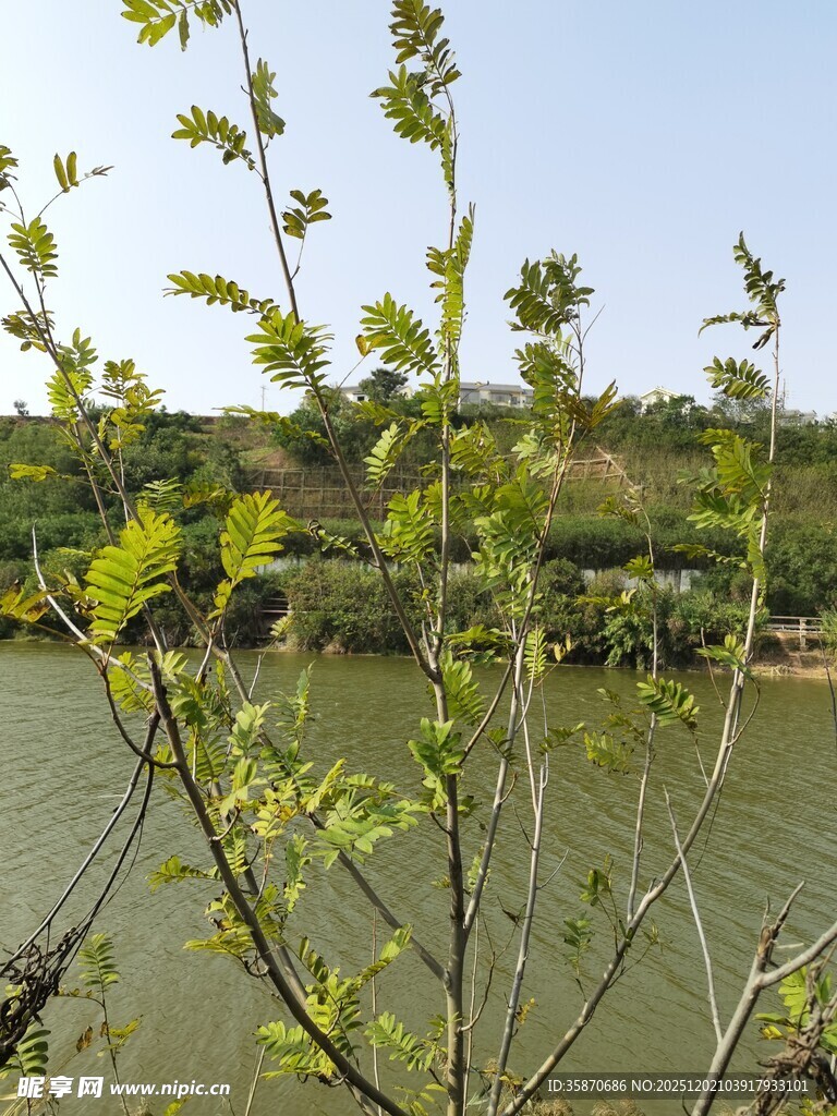 湖边新绿树枝春日景致