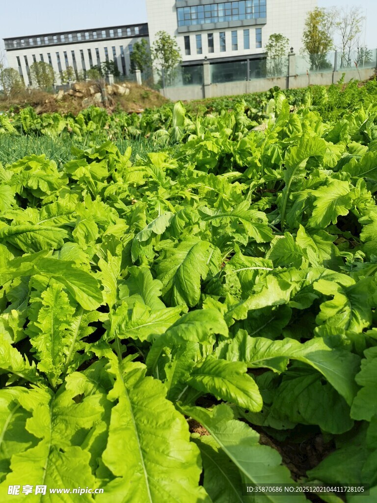 绿色蔬菜田远处有建筑