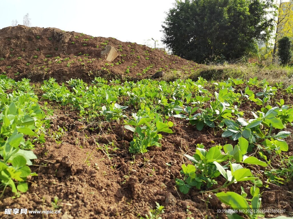 田园菜地绿意盎然