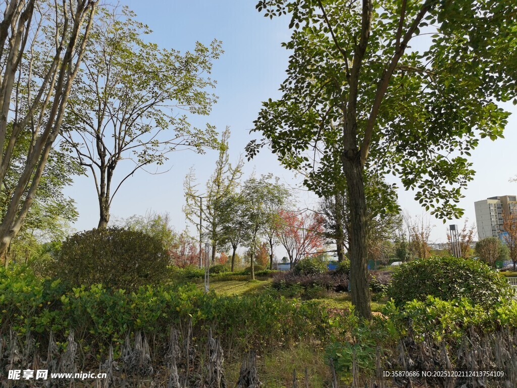 城市中的绿意盎然景观