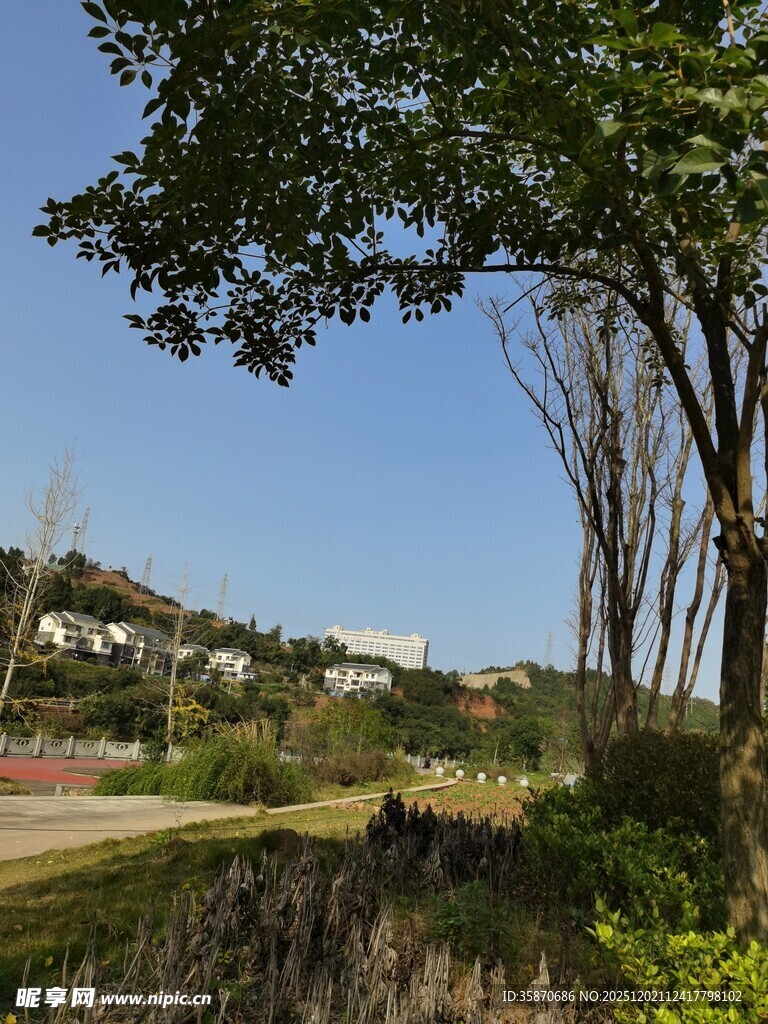 郊外绿意盎然的自然景致