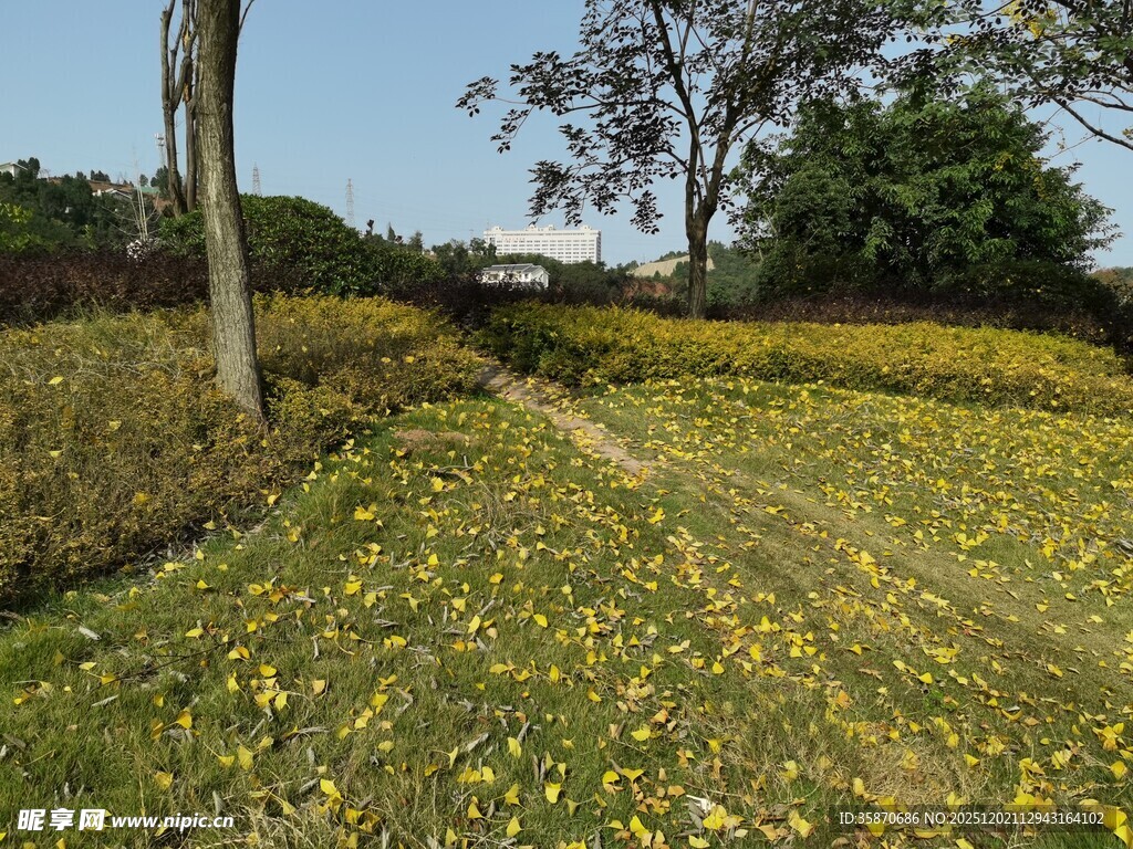 田野间的烂漫黄色小花