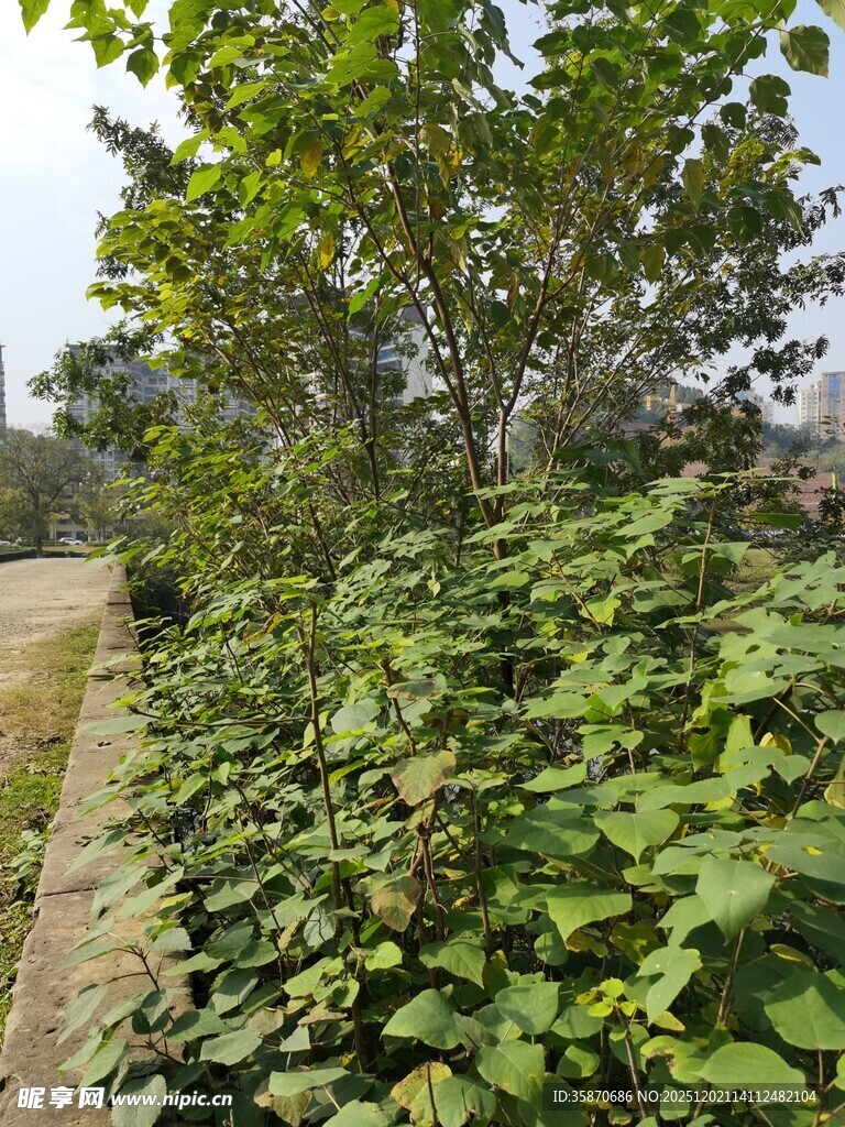 路边繁茂绿植景观