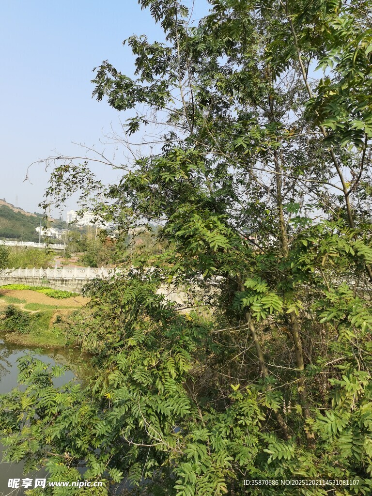 绿树环绕的宁静水边景致