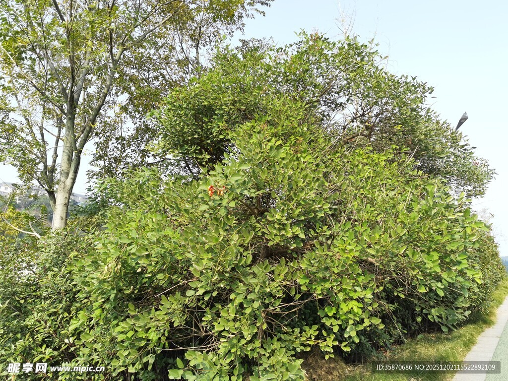 路边繁茂绿植景观