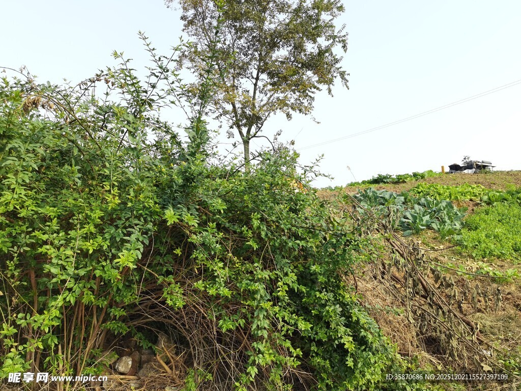 乡村田园绿植景观