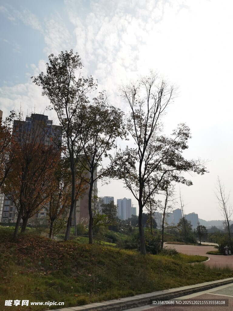 城市路边树木与远景景观