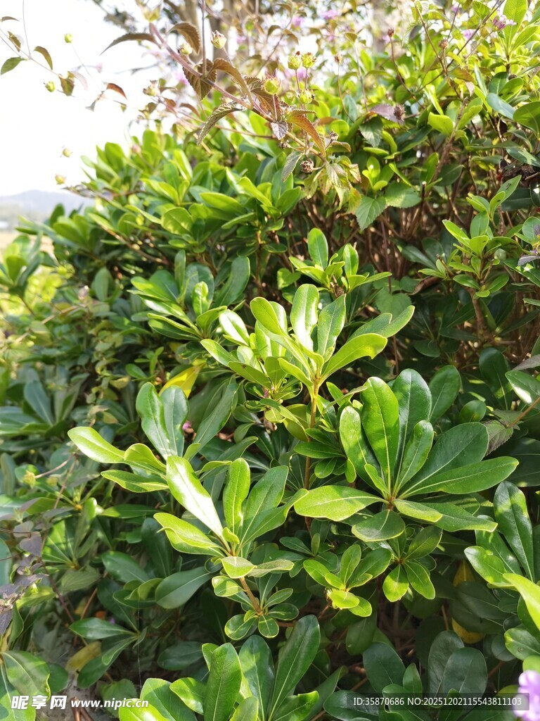 绿叶繁茂的灌木丛