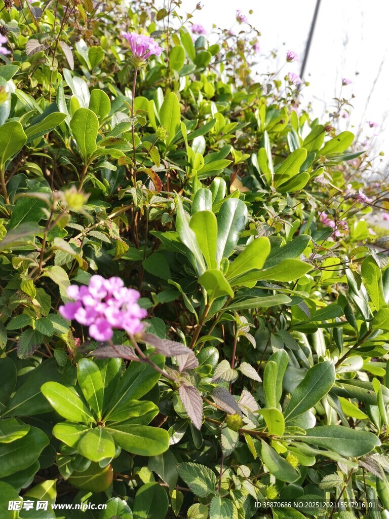 绿叶丛中的娇艳紫花