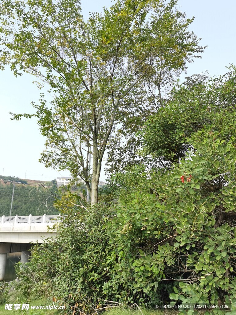 绿树掩映下的桥梁景观