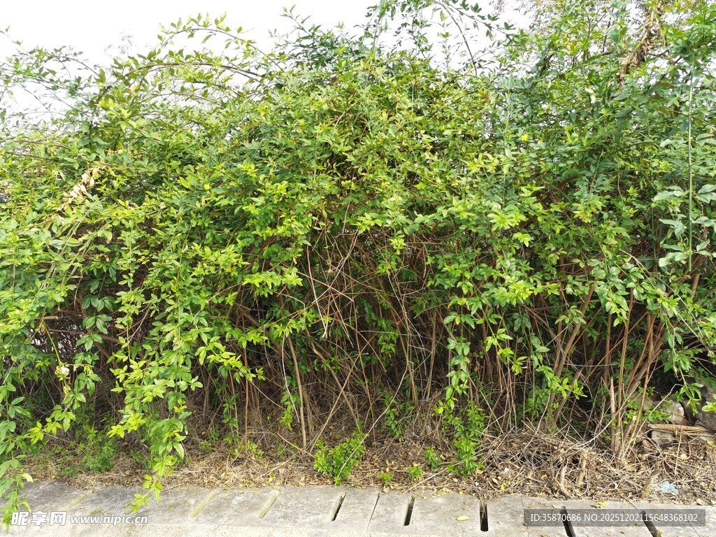 路边繁茂绿植景观