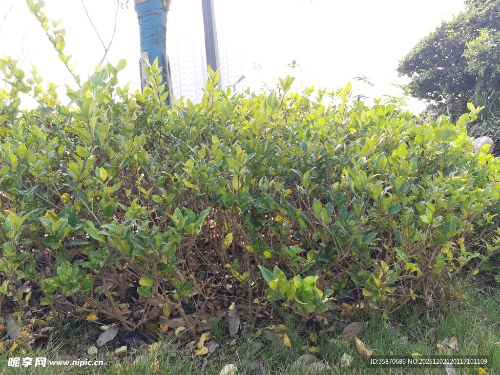 户外繁茂绿植景观