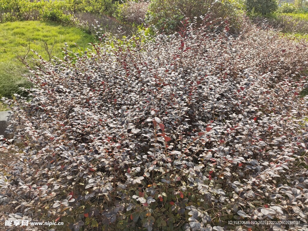 繁花盛开的繁茂灌木丛