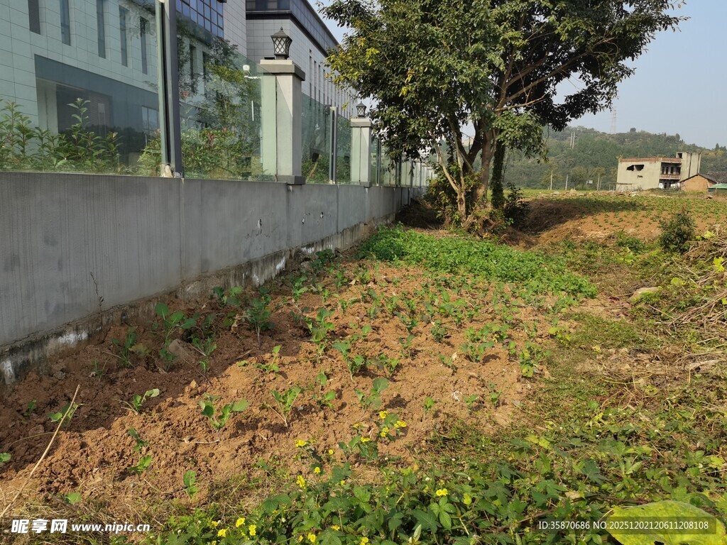 墙边草地与树木景观