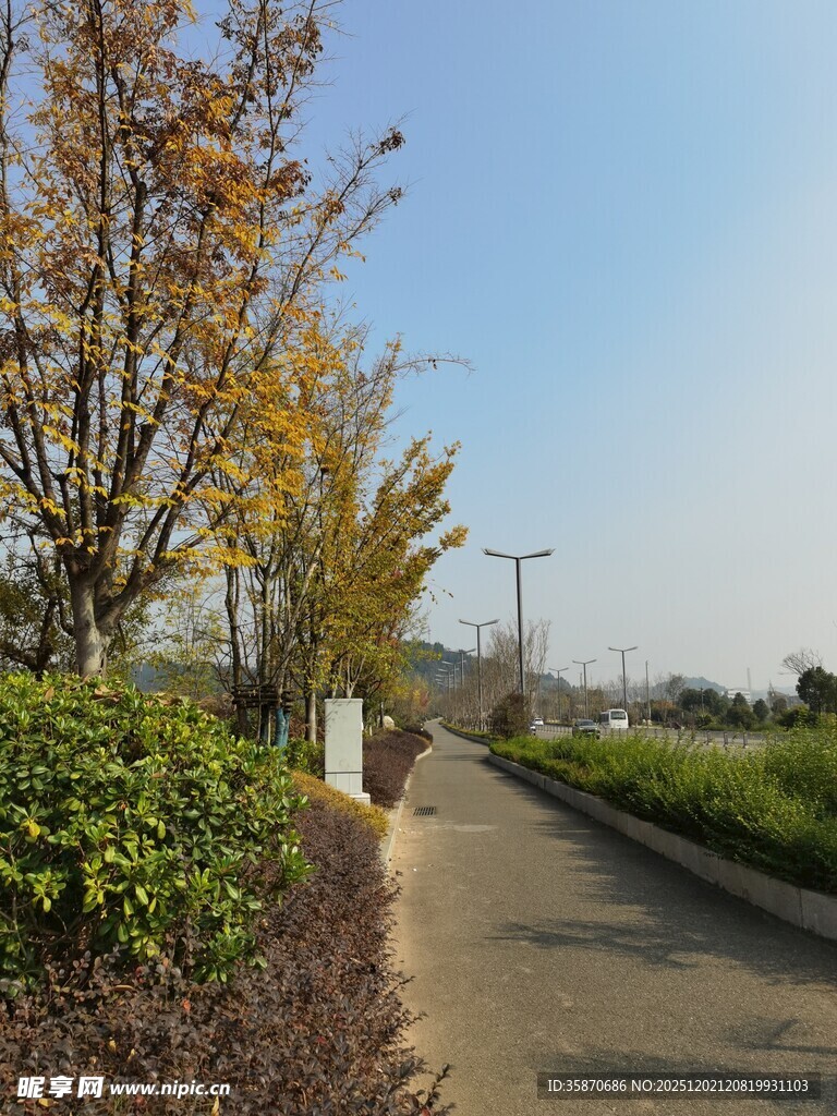 秋日林荫小道风景