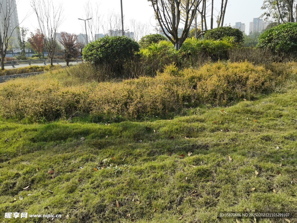 城市中的草地与绿植景观