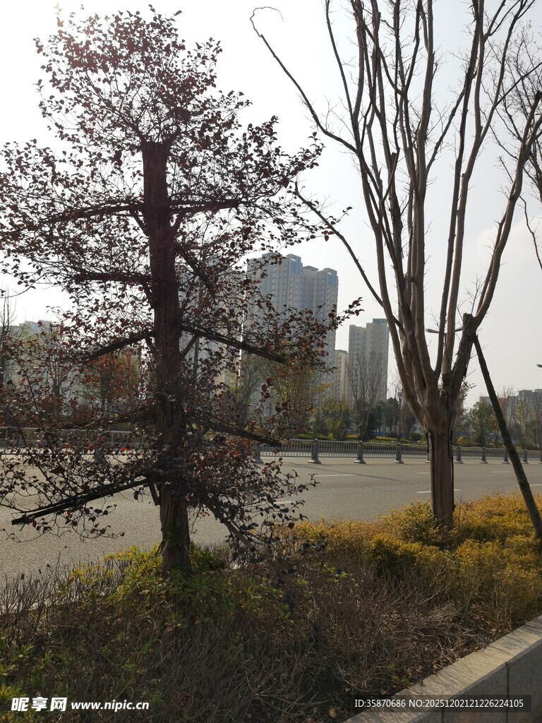 城市路边的树木景观