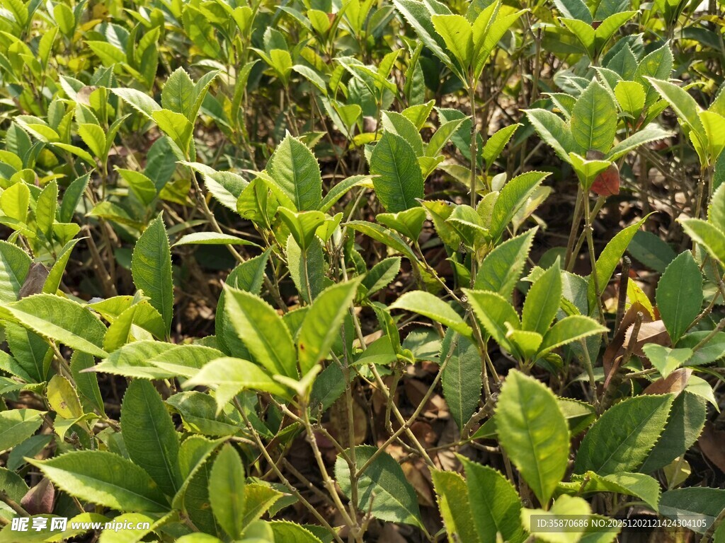 绿叶繁茂的植物景观