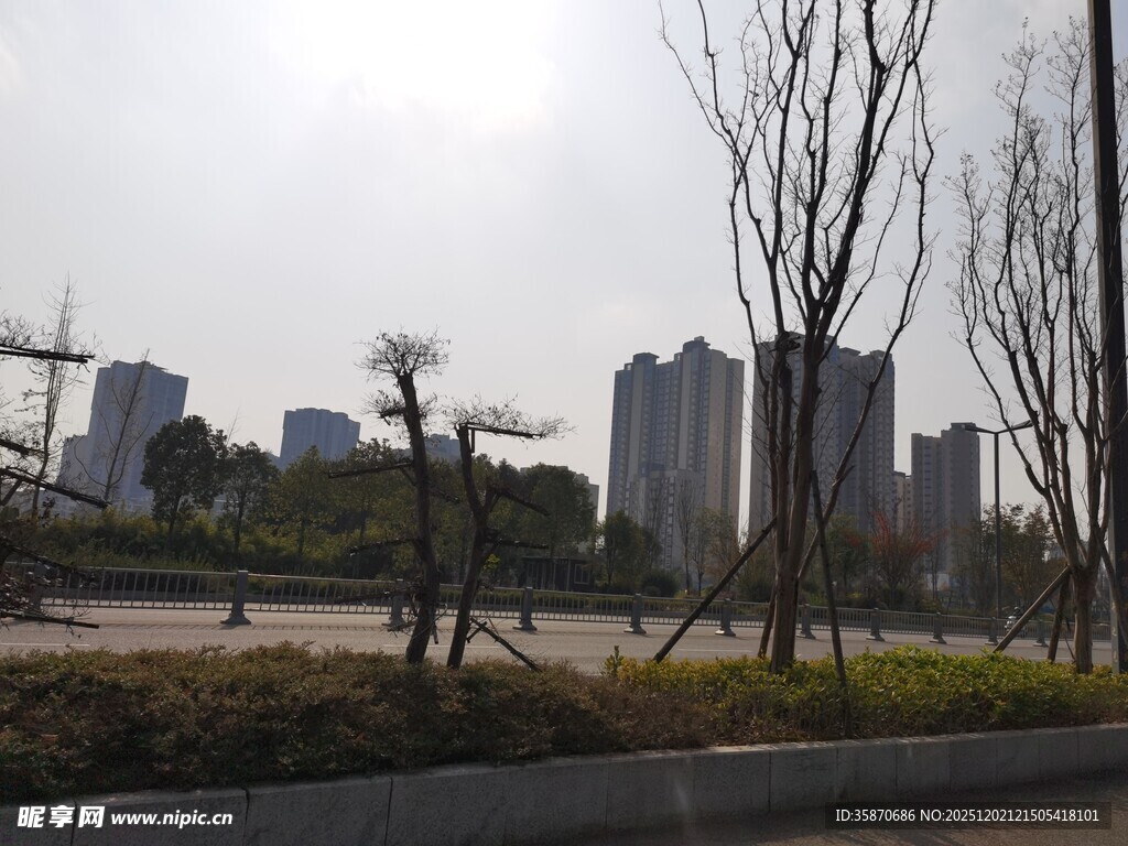 城市景观中的光秃树木