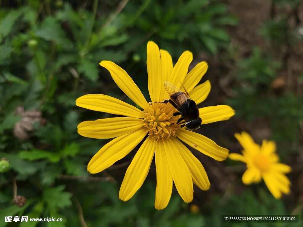 黄花朵上的黑蜂