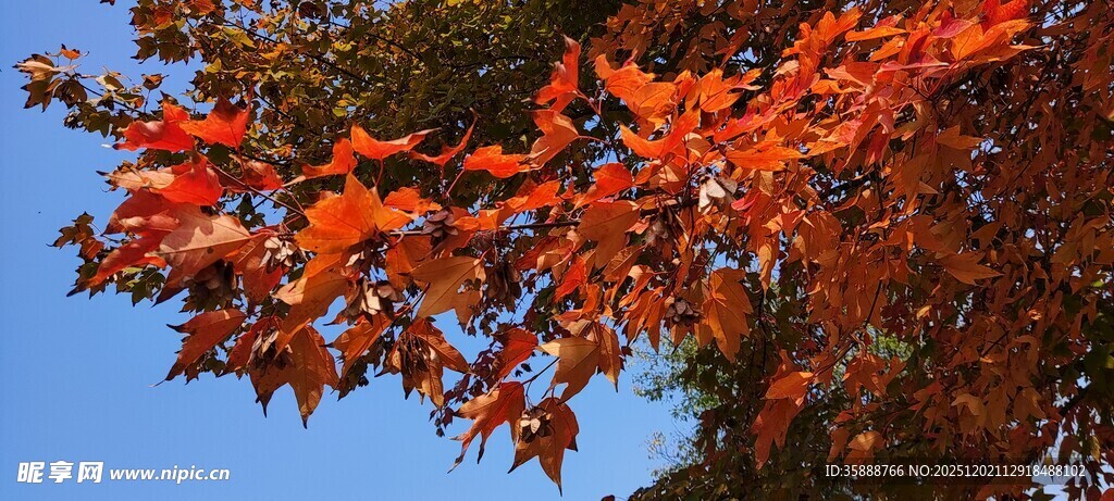 秋日红枫叶映蓝天