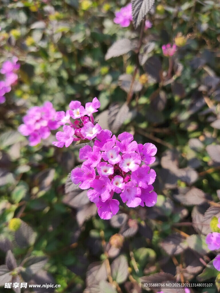 娇艳紫花绽放于绿叶间