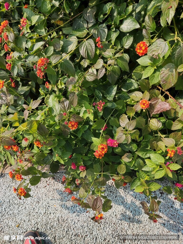 墙边绽放的橙红色小花