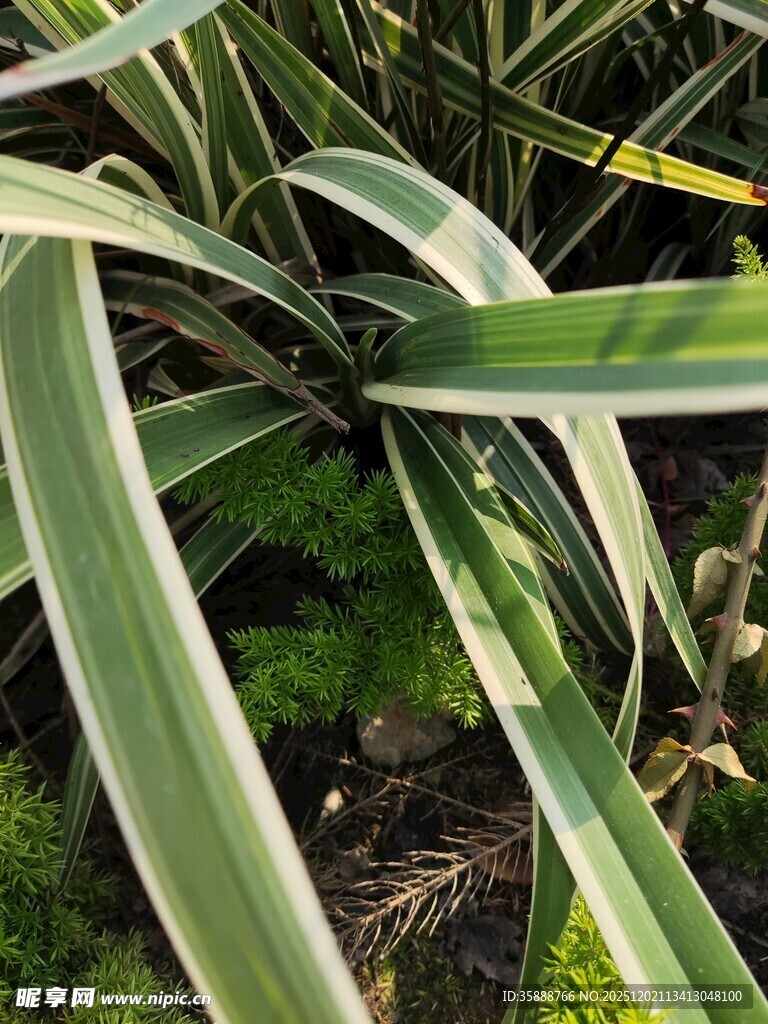 条纹绿叶植物特写