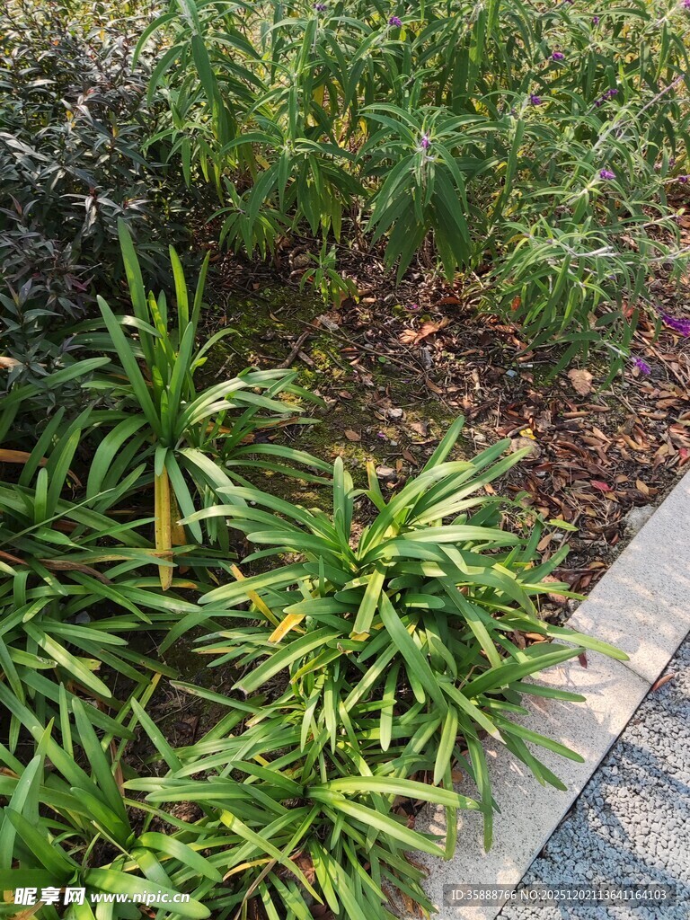 路边翠绿的多样植物景观