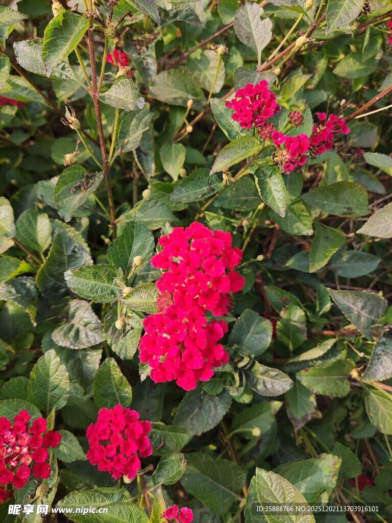 娇艳红玫瑰绽放绿叶间