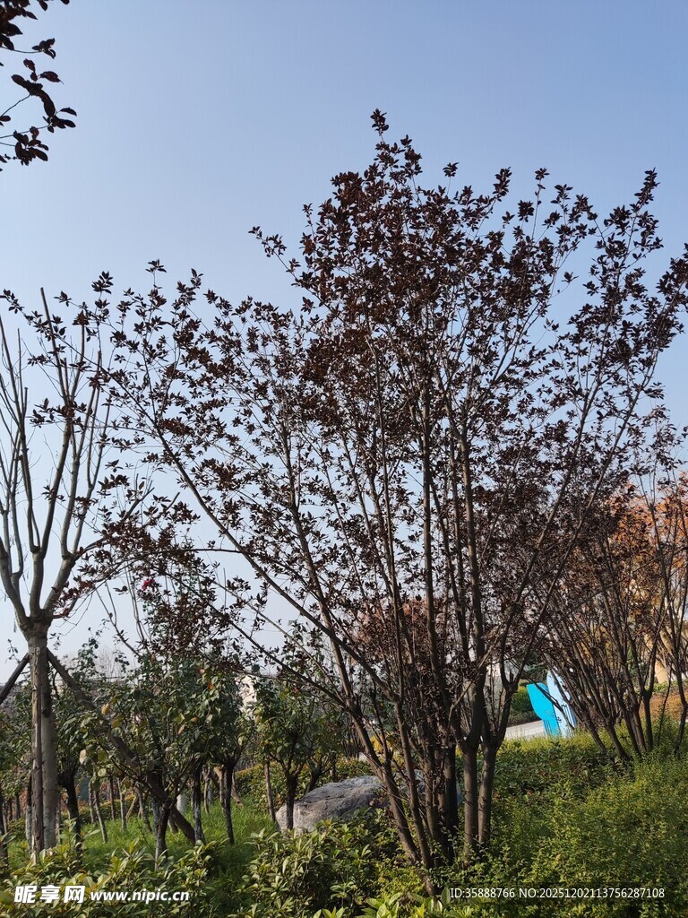 户外树林中的多彩帐篷