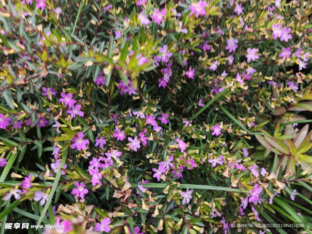 紫色小花绽放于绿叶间