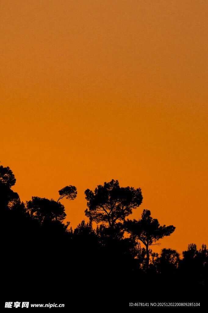 夕阳下的树木剪影