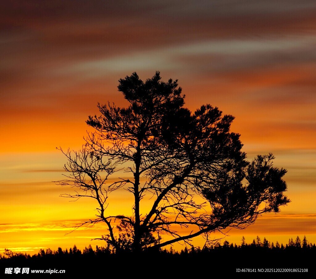 夕阳下的孤树剪影