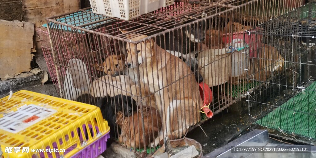 笼中狗狗等待温暖救助