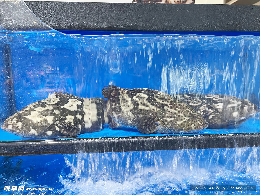 水下景观模型展示