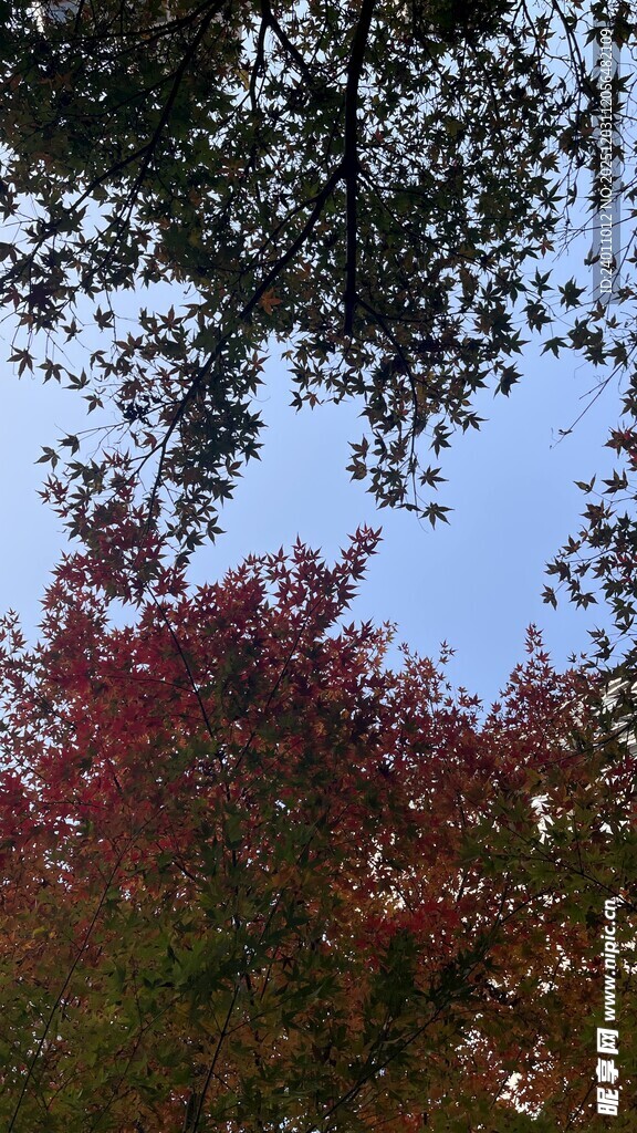 秋日树梢间的斑斓景致