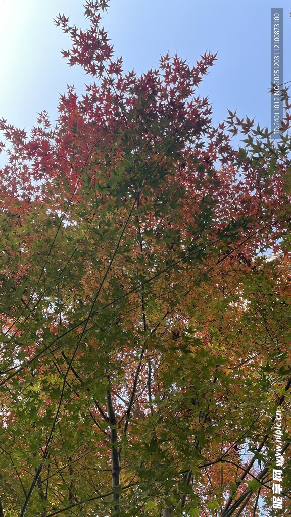 秋日斑斓树梢美景