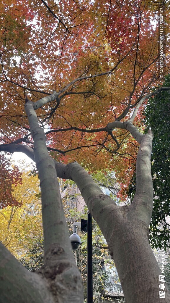 秋日斑斓大树景致