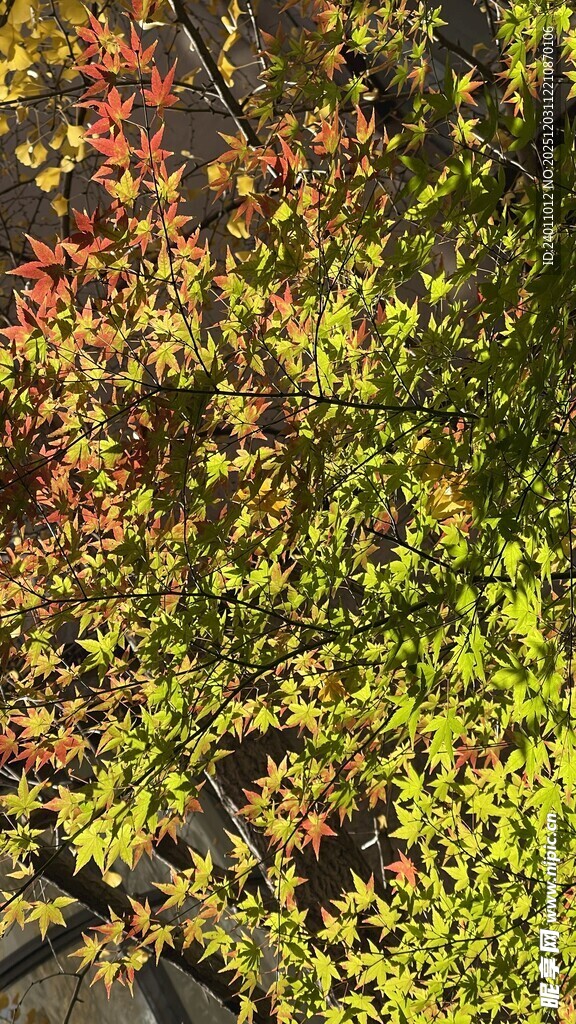 秋日斑斓树叶景观