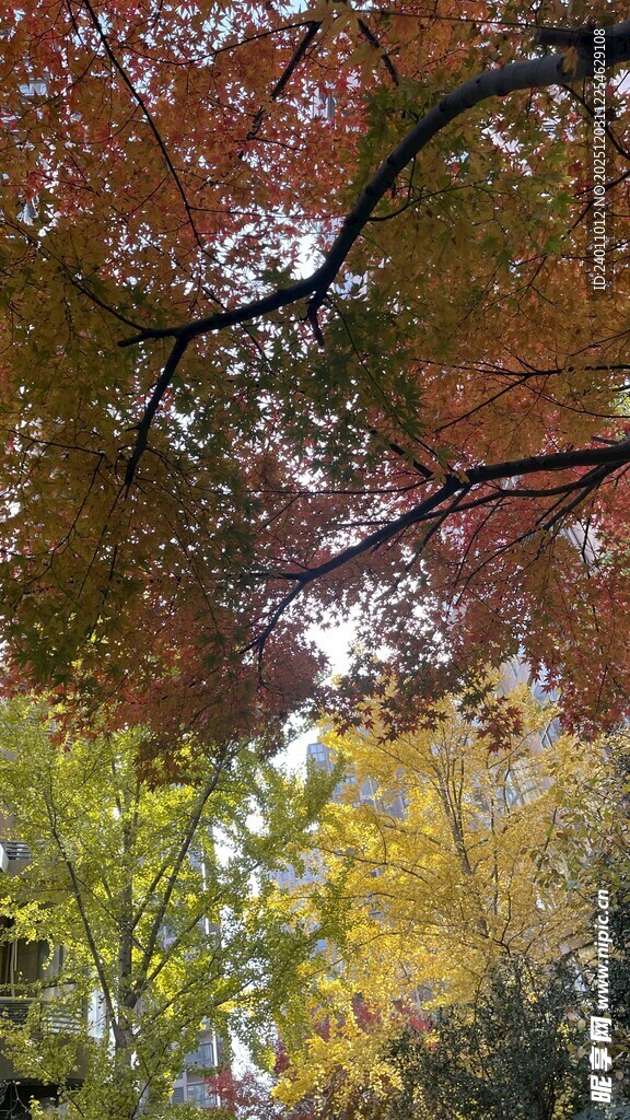 秋日斑斓树梢美景