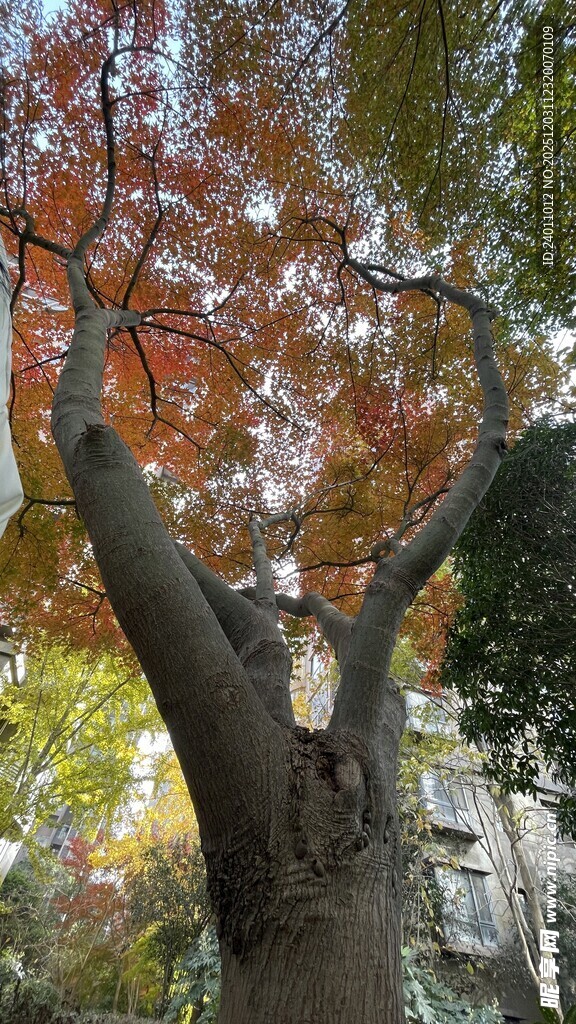 秋日多彩枫树景观