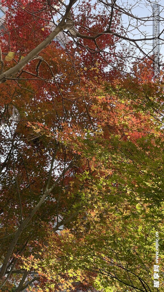 秋日斑斓树叶景观