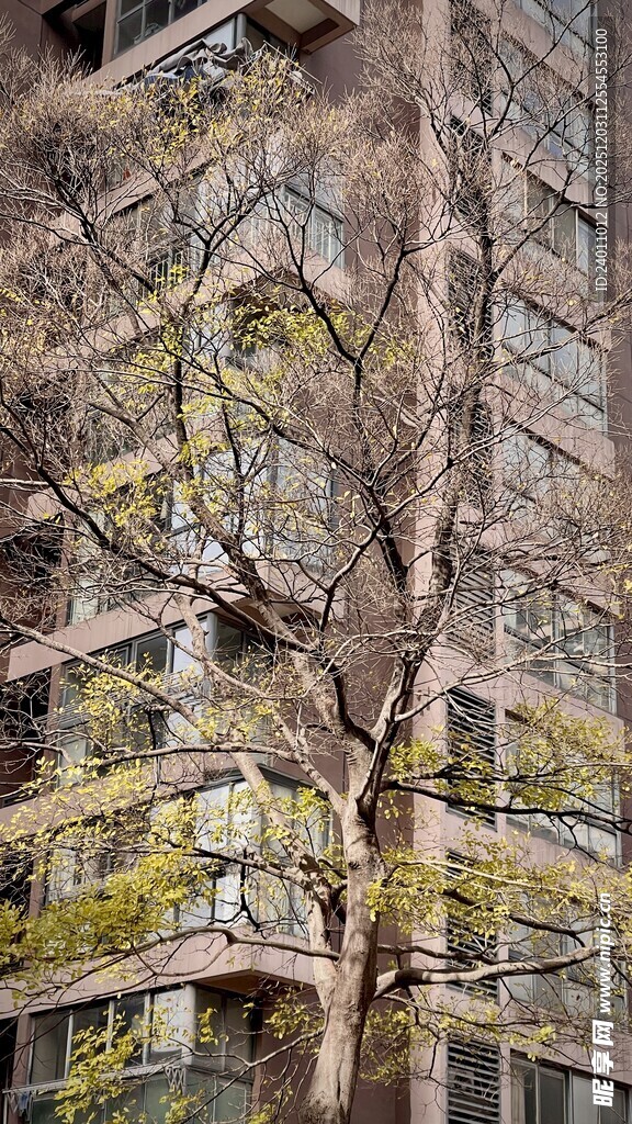 枯树旁的斑驳老旧建筑