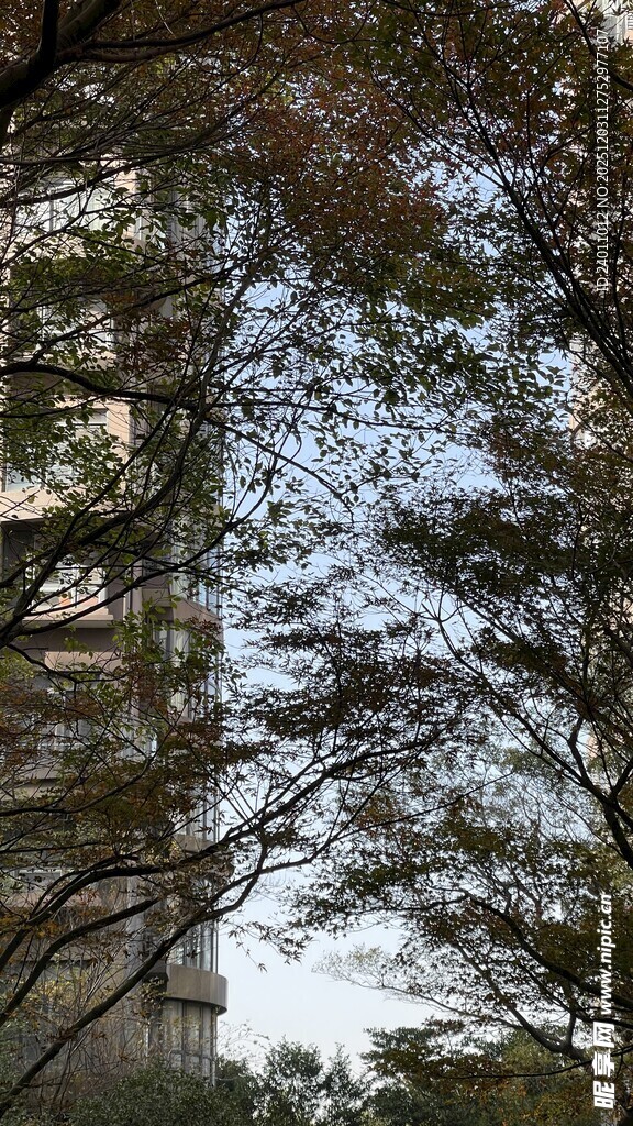 透过树枝看高楼远景